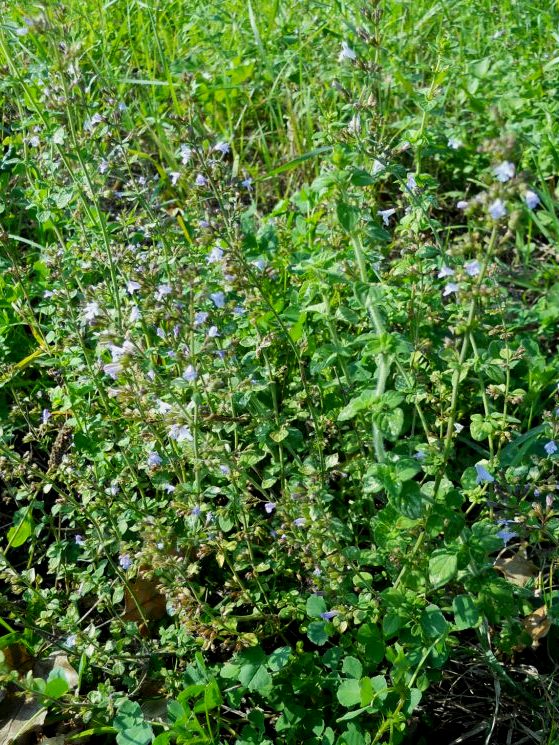 Clinopodium nepeta